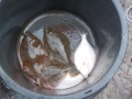 DSCN0109