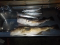 DSCN0156
