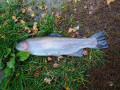 IMG_20201002_173844