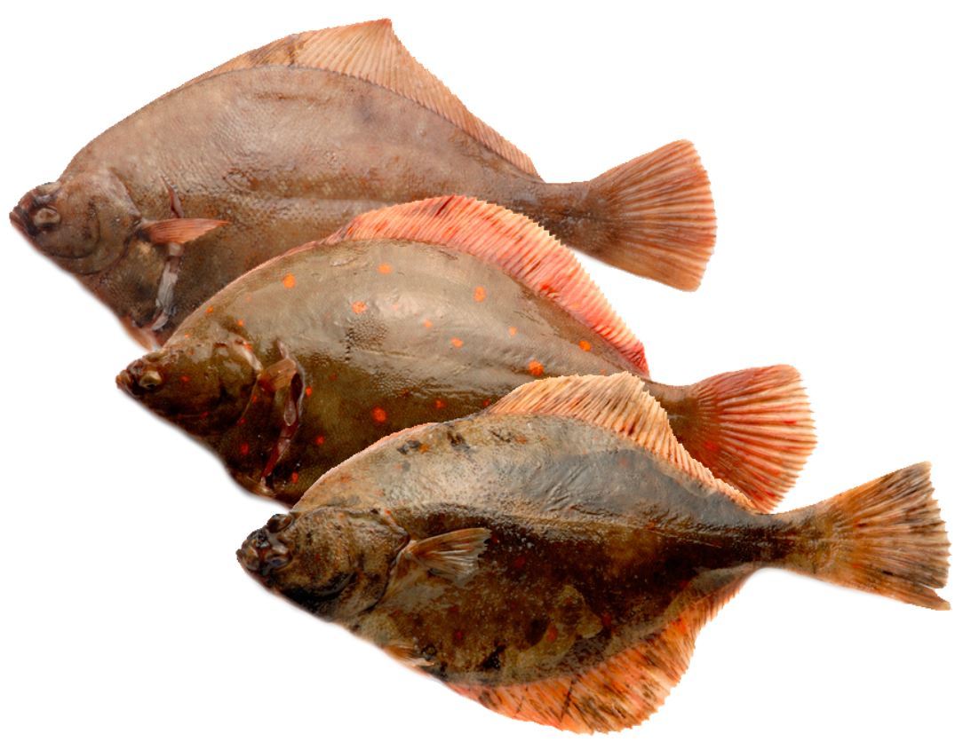 Fladfisk_arter