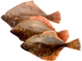 Fladfisk_arter