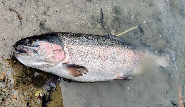 Busken på en svær dag
