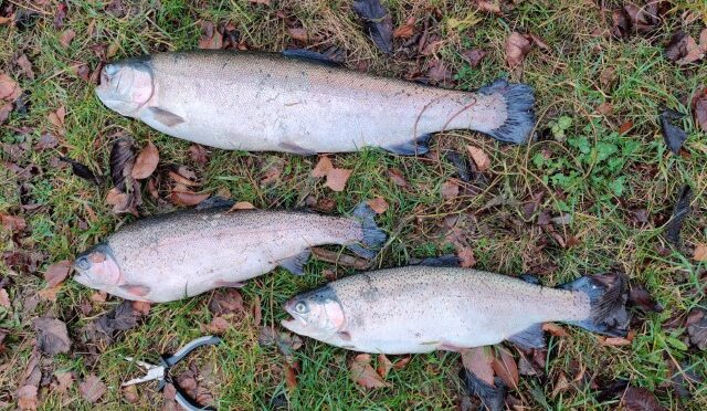 Held i uheld i Simons put and take