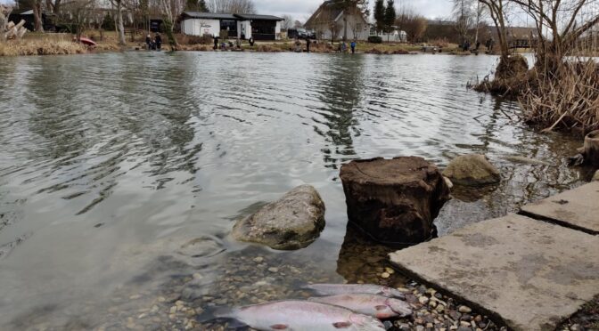 3 på Tasty i Poppelsøen